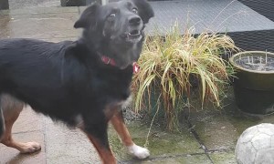 Dog Dumbfounded by Frozen Ball