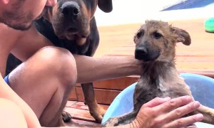 Giving a Puppy Its First Bath