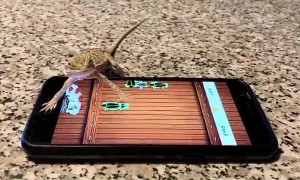 Bearded Dragon Becomes a Gamer