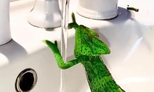 Chameleon Washes its Hands in a Sink