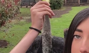 Ostrich Bites the Hand That Feeds It