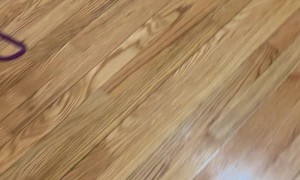 Cat Freaks Out When Its Tail Gets Stuck on Glue Trap