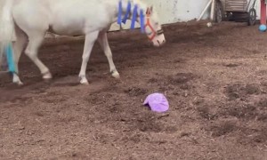 Horse Plays With and Pops an Inflatable Ball