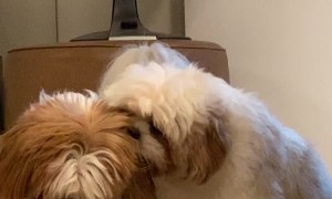 Dog Chews on Buddy's Ear