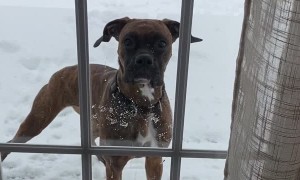 Impatient Boxer Wants To Be Inside