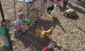 Chicken Neck Grabbed By Child