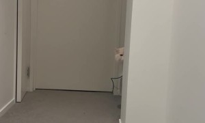 Kitty Keeps a Watchful Eye on Human