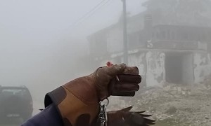 Falcon Flies Down for a Snack