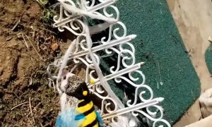 The Cutest Bee Costume