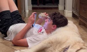 Using a Dog's Paw to Swipe Phone