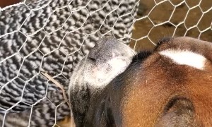 Dog Sits and Watches His Chicken Friend