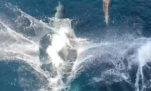 Majestic Creatures Of The Sea