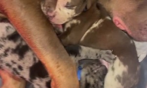 Lots Of Hungry Puppies