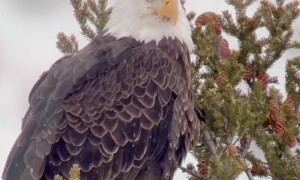 Bald Eagle Perches on Pine Tree in Yellowstone National Park