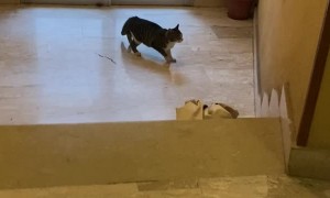 Cat Doesn't Understand Glass