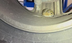 Surprise Squeaking Noise