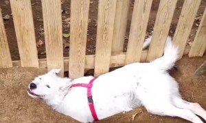 Doggie Taking A Break After Digging