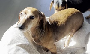 Dachshunds Drag Bed to Better Real Estate
