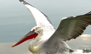 Dalmatian Pelican Lands in Slow Motion