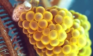 Shiny Colorful Sea Slug Climbs Around Plant