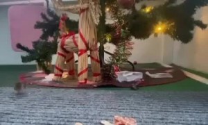 Mouse caught on camera stealing Christmas food
