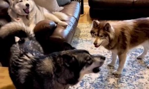 Stubborn huskies hilarious rant after being told no