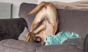 Cooper the Pup Does Gymnastics When he Gets Excited