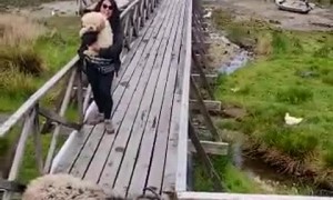 Goat Won't Let Woman Pass