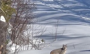 Snowmobilers Meet Lynx Family on Trail