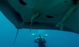 Scuba Divers Swim With Manta Ray in Mexico