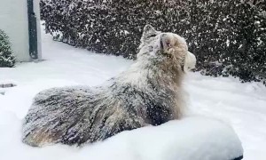Siberian Husky Lounges on Patio Table During Snowstorm