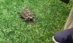 Not All Tortoises Are Friendly