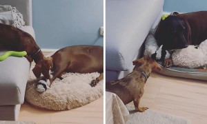 Dachshund pup determined to steal toys from dog