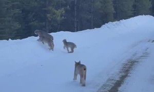 Lynx Family Walks Down Snowy Road