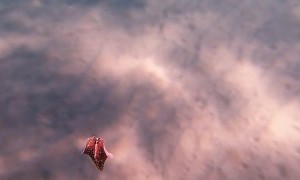 Cutest Little Sea Creature