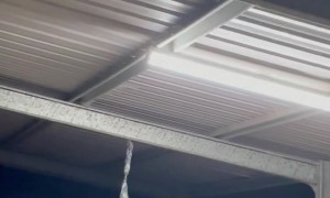 Kangaroo Loves His Punching Bag