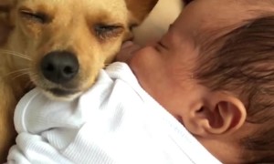Dog Cuddles With Sleepy Baby