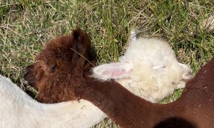 An Adorable Alpaca Snuggle Party