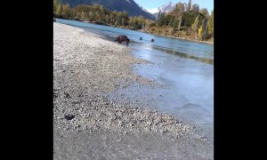 Chased By Bears In Alaska