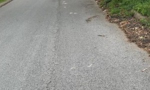 How to Find Your Way Back Traveling with a Saint Bernard