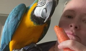 Rocky Tries a Carrot