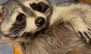 Biscuits the Raccoon Chills in Kitchen Drawer