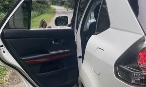 Baboon Borrows Bananas