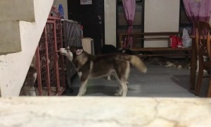 Sneaky Husky Tries To Open Crate