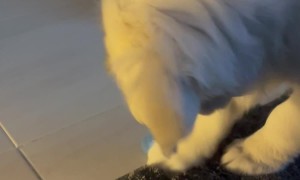 Queso The Golden And His Bottle Cap