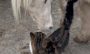 Ned And Meadows Are The Best Of Friends