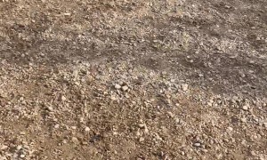 Man Saves Dog From Drowning in Frozen Lake