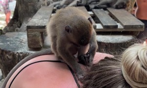 Monkey Jumps on Woman's Back at Monkey Beach