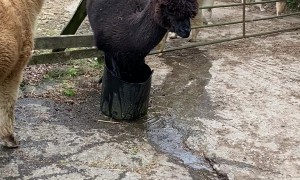 Silly Alpaca Tries to Sit in Small Water Bucket