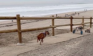 Dogs in Wheelchairs Race to the Beach